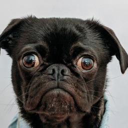 DogCoach app icon